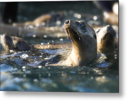 Sea Lion Metal Print featuring the photograph Sea lion and Friends by Steve Munch