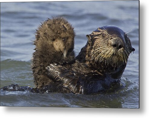 00438551 Metal Print featuring the photograph Sea Otter Mother Holding Pup Monterey by Suzi Eszterhas