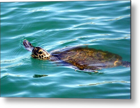  Metal Print featuring the photograph Sea Turtle by Jeanne Andrews