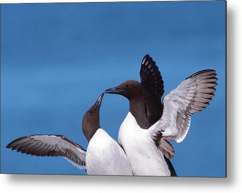 Murre Metal Print featuring the photograph Seabird Love by Bruce J Robinson