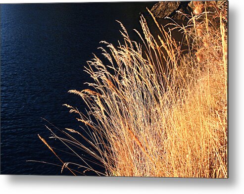 Seagrass Metal Print featuring the photograph Seagrass in Gold by Lorraine Devon Wilke