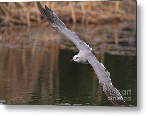 Seagull Metal Print featuring the photograph Seagull Seagull On The Move by Deborah Benoit