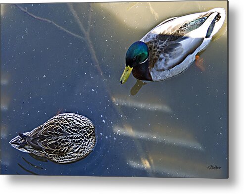 Ducks Metal Print featuring the photograph See Anything by Kathy Besthorn