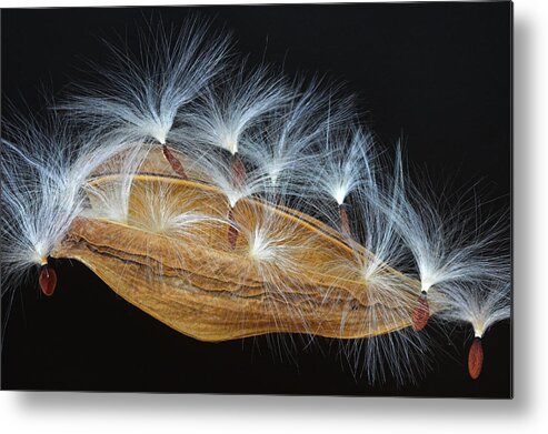 St Lucia Metal Print featuring the photograph Seed Pod-4- St Lucia by Chester Williams