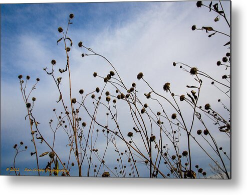 Flowers Metal Print featuring the photograph Seeds to be Sewn by Dan Crosby