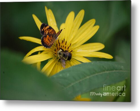 Pearl Crescent Metal Print featuring the photograph Sharing by Susan Stevens Crosby