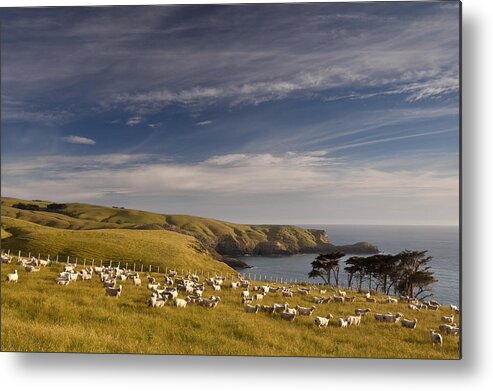00479627 Metal Print featuring the photograph Sheep Grazing In Headland by Colin Monteath