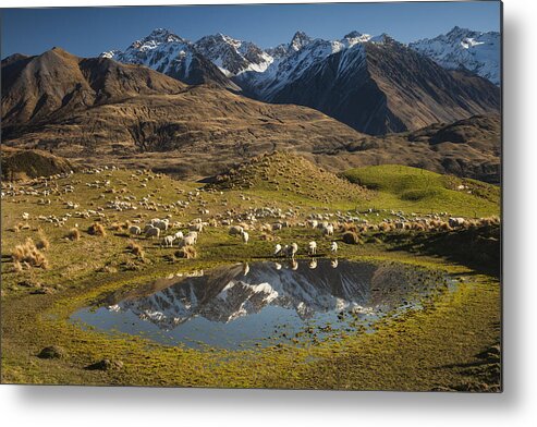 00486209 Metal Print featuring the photograph Sheep In Alpine Meadow Rakaia Valley by Colin Monteath