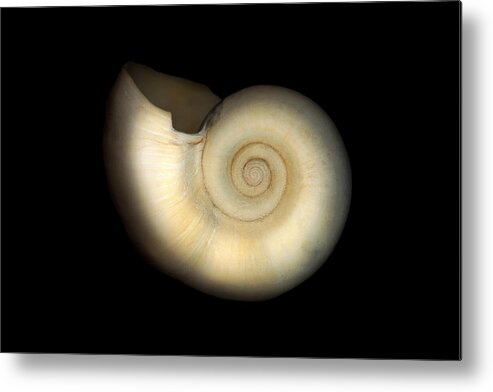 Nautilus Metal Print featuring the photograph Shell - Conchology - Nautilus by Mike Savad