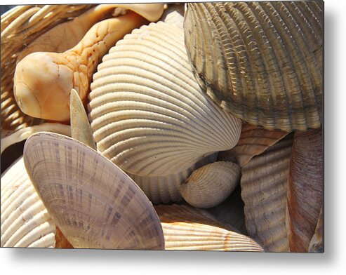 Sea Shells Metal Print featuring the photograph Shells 1 by Mike McGlothlen