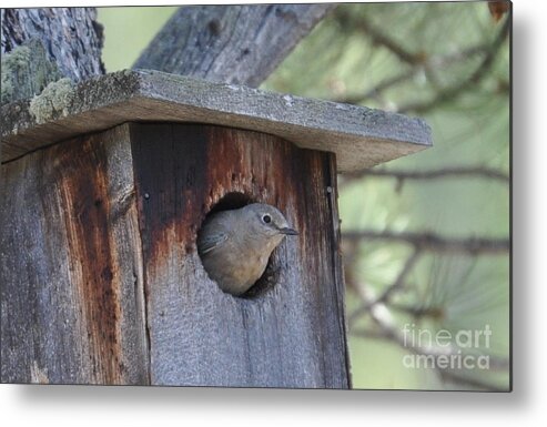 Bird Metal Print featuring the photograph She's Home by Dorrene BrownButterfield