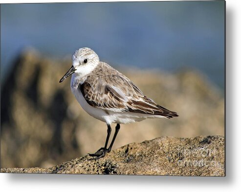 Bird Metal Print featuring the photograph Shorebird by Teresa Zieba