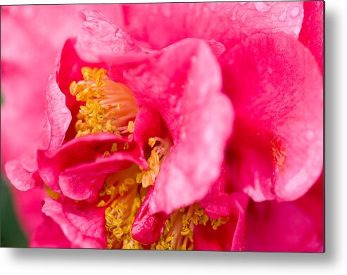 Camellia Metal Print featuring the photograph Shy Camellia by Rich Franco