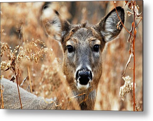 Photography Metal Print featuring the photograph Shy Doe by Larry Ricker