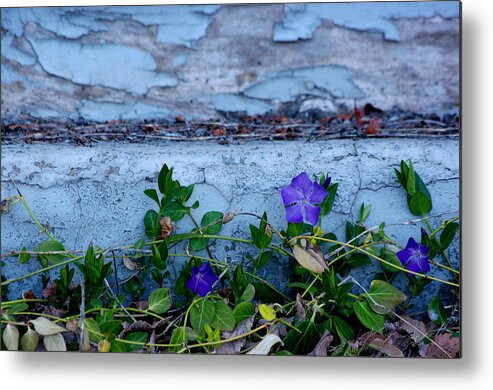 Photograph Metal Print featuring the photograph Signs of Spring by Vicki Pelham