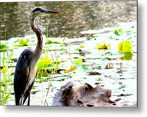 Blue Heron Metal Print featuring the photograph Silent Solitude by Kathy White