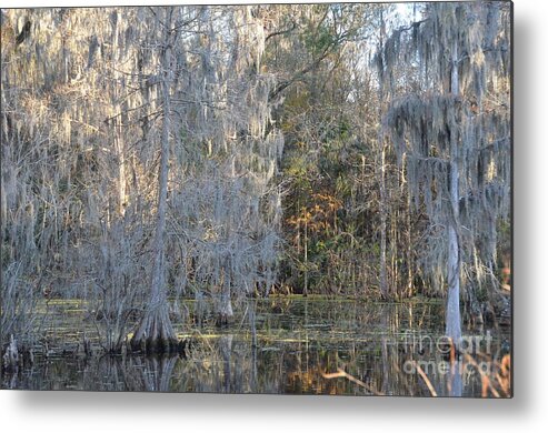 River Metal Print featuring the photograph Silver Cypress by Carol Bradley