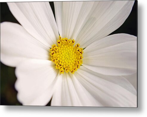 Flower Metal Print featuring the photograph Simplicity by Melanie Moraga