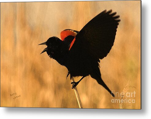 Red-winged Blackbird Metal Print featuring the photograph Singing at Sunset by Betty LaRue