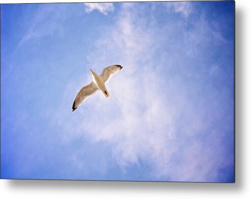 Seagull Metal Print featuring the photograph Single Gull by Catherine Murton
