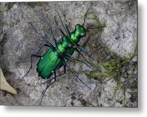 Cicindela Sexguttata Metal Print featuring the photograph Six-Spotted Tiger Beetles Copulating by Daniel Reed