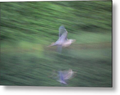Great Blue Heron Metal Print featuring the photograph Slow Evening Shutter by Mary McAvoy