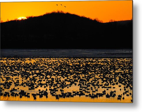 Canada Geese Metal Print featuring the photograph Snow Geese Sunrise by Craig Leaper