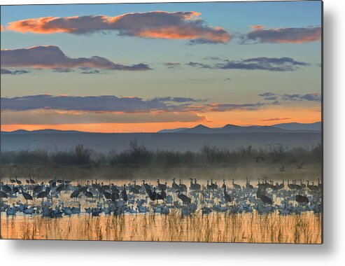 00175192 Metal Print featuring the photograph Snow Goose And Sandhill Crane by Tim Fitzharris