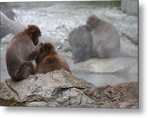 Hovind Metal Print featuring the photograph Snow Monkey by Scott Hovind