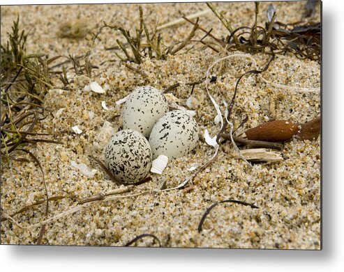 00429735 Metal Print featuring the photograph Snowy Plover Eggs In Nest Salinas River by Sebastian Kennerknecht