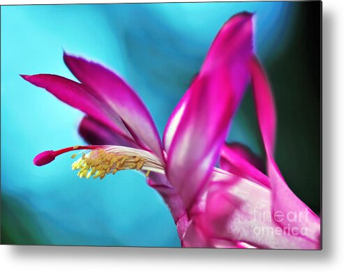 Photography Metal Print featuring the photograph Soft and Delicate Cactus Bloom 3 by Kaye Menner