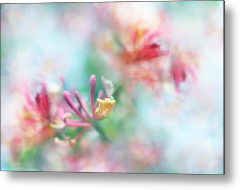 Honeysuckle Metal Print featuring the photograph Soft as Honey by Sharon Johnstone