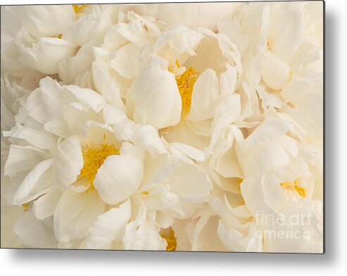 Peony Metal Print featuring the photograph Soft White Peony Profusion by Ann Garrett