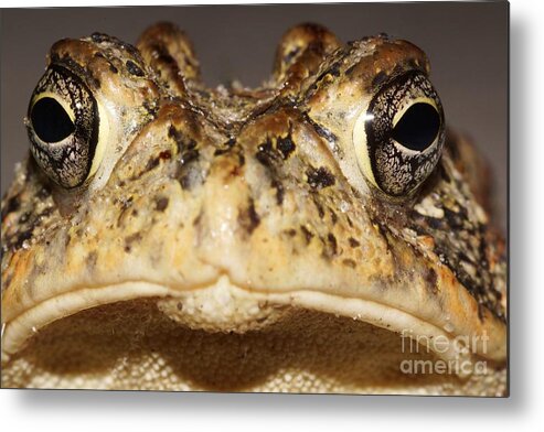 Toad Metal Print featuring the photograph Southern Toad Close Up by Lynda Dawson-Youngclaus