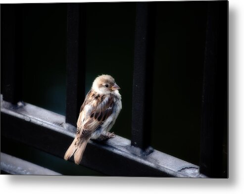 Sparrow Metal Print featuring the photograph Sparrow by Karol Livote