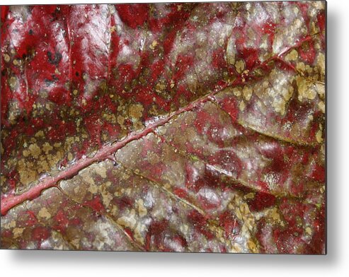 Jennifer Bright Art Metal Print featuring the photograph Spotted Red Leaf by Jennifer Bright Burr