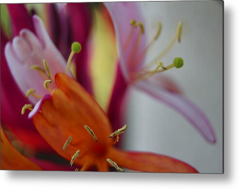 Macro Metal Print featuring the photograph Spring Flower Abstract by Jean Booth