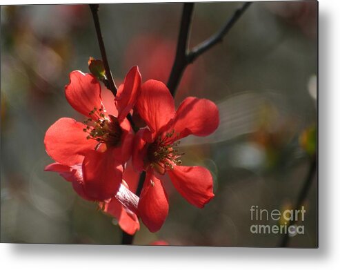 Floral Metal Print featuring the photograph Spring POP by Living Color Photography Lorraine Lynch
