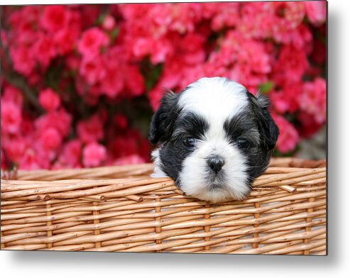 Shih-tzu Metal Print featuring the photograph Spring Puppy by Darren Fisher