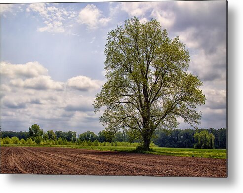 Tree Metal Print featuring the photograph Spring Shade Tree by Bill and Linda Tiepelman
