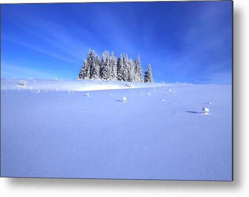 Snow Metal Print featuring the photograph Spruce Grove in Winter by Michele Cornelius