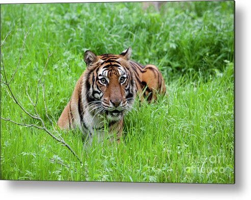Animal Photography Metal Print featuring the photograph Stalking you down by Keith Kapple