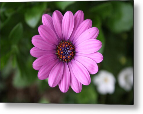 Daisy Metal Print featuring the photograph Standing Tall and Proud by Patricia Haynes