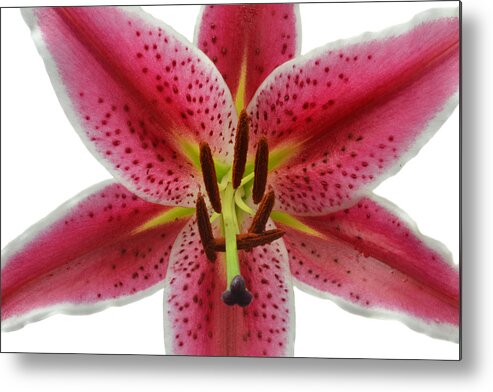 Lily Metal Print featuring the photograph Star Lily. by Terence Davis