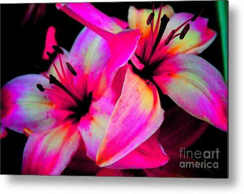 Pink Abstract Flowers Metal Print featuring the photograph Stargazer Abstract by Christina A Pacillo
