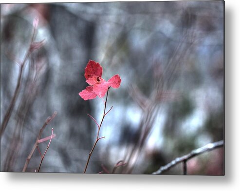 Red Metal Print featuring the photograph Still Amid Transition by Bill and Linda Tiepelman