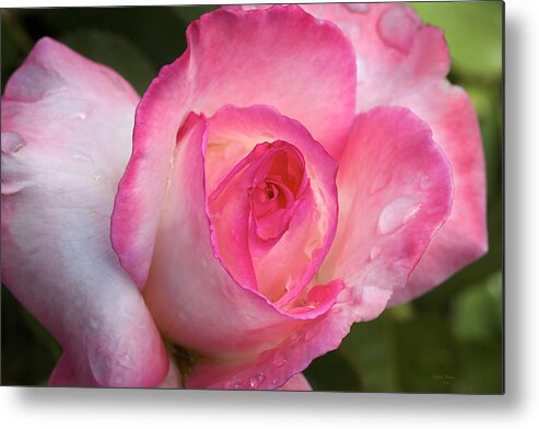 Rose Metal Print featuring the photograph Strawberry Vanilla by Phyllis Denton