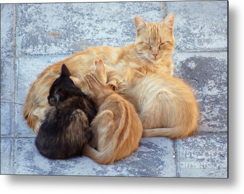 Wild Metal Print featuring the photograph Stray cats 3 by Rod Jones