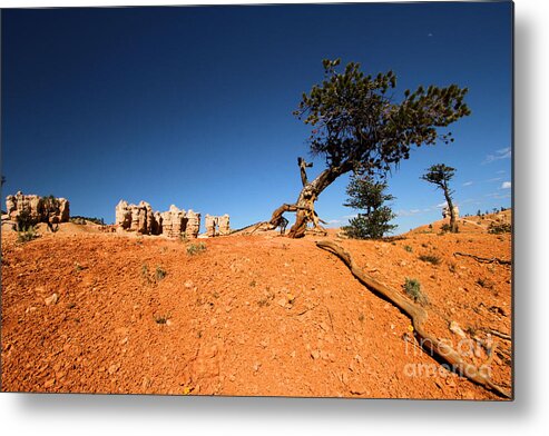 Bryce Canyon National Park Metal Print featuring the photograph Stretch by Adam Jewell