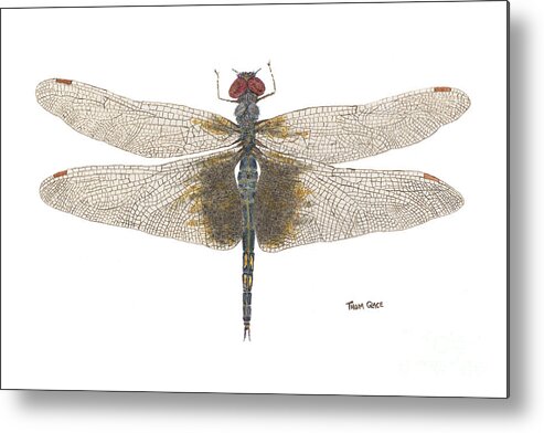 Dragonfly Metal Print featuring the painting Study of a Female Black Saddlebags by Thom Glace
